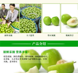 元謀鮮果香 蜜棗與大青棗，品味云南的陽(yáng)光味道